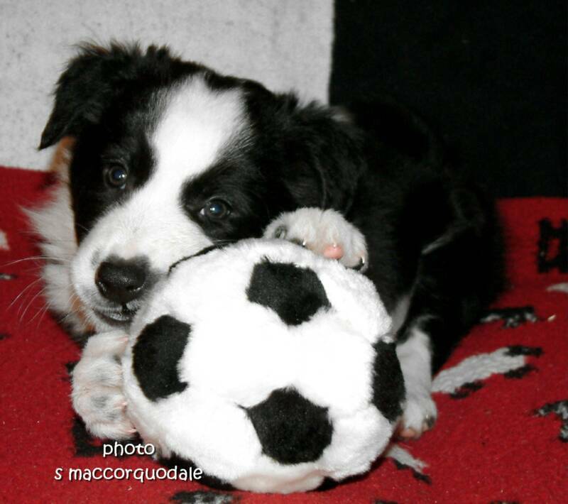 border collies puppies photograph